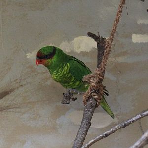 Mindanao lorikeet