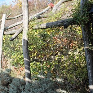 Mindanao lorikeet outdoor-aviary