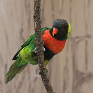 Mitchell's lorikeet