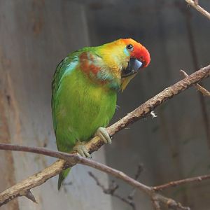 Large fig-parrot