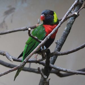 Forsten's lorikeet