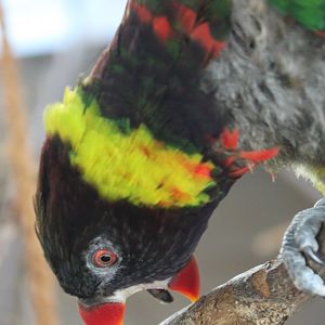 Forsten's lorikeet