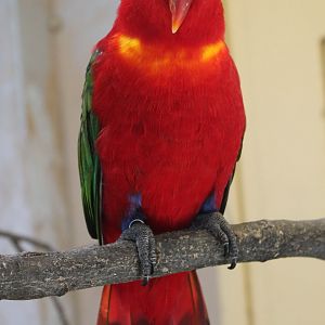 Purple-naped lory
