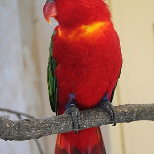 Purple-naped lory