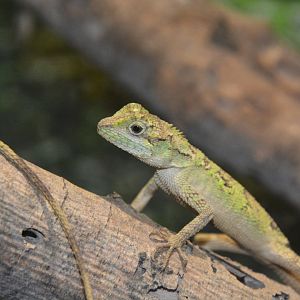 Okinawan tree lizard (Diploderma polygonatum polygonatum)