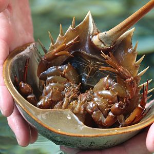 Bird House - Horseshoe Crab Underside