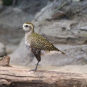 Bird House - American Golden Plover