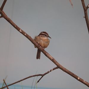 Bird House - Carolina Wren