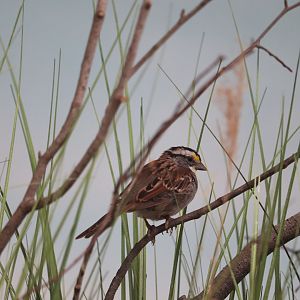 Bird House - White-Throated Sparrow
