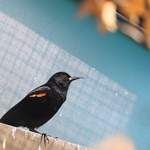 Bird House - Red-Winged Blackbird