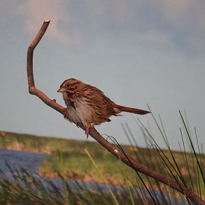 Bird House - Song Sparrow
