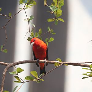 Bird House - Scarlet Tanager