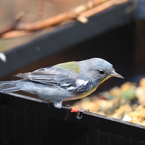 Bird House - Northern Parula