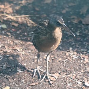 Bird House - Clapper Rail