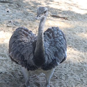 Bird House - Greater Rhea