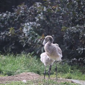 Bird House - American Flamingo Chicks