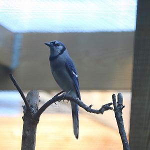 Bird House - Blue Jay