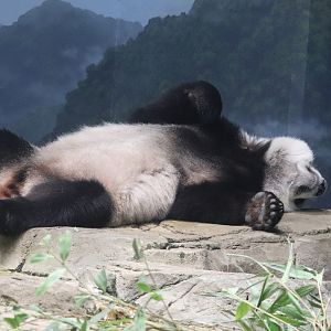 Asia Trail - Giant Panda