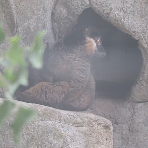 Small Mammal House - Collared Brown Lemur