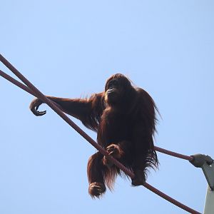 Think Tank - Orangutan - Iris