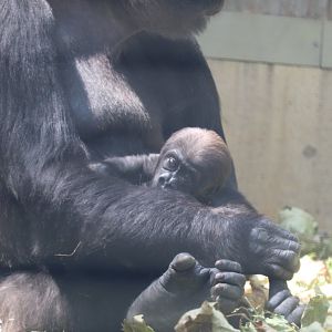 Great Ape House - 3-Month-Old Western Lowland Gorilla - Zahra