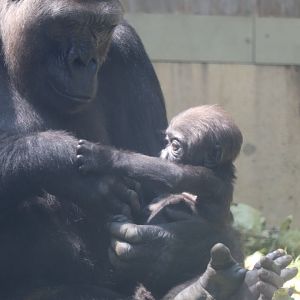 Great Ape House - Western Lowland Gorillas - Zahra & Calaya