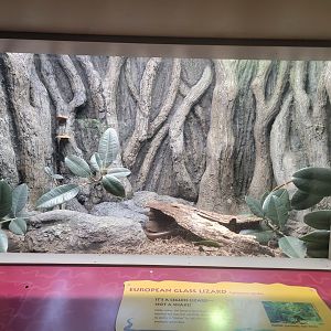 Reptile Discovery Center - New European Glass Lizard Exhibit