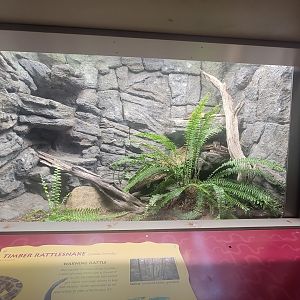 Reptile Discovery Center - New Timber Rattlesnake Exhibit