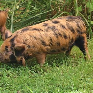 Kids Farm - Kunekune