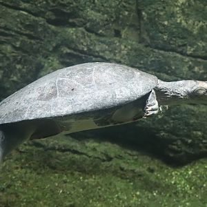 Amazonia - Arrau Turtle