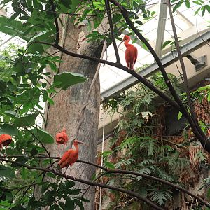 Amazonia - Scarlet Ibis