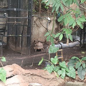 Amazonia - Red-Footed Tortoise Area