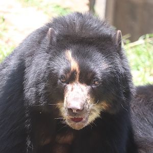 Smithsonian's National Zoo - Andean Bear - Brienne