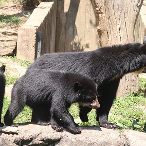 Smithsonian's National Zoo - Andean Bear Family
