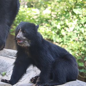 Smithsonian's National Zoo - Andean Bear - Sean