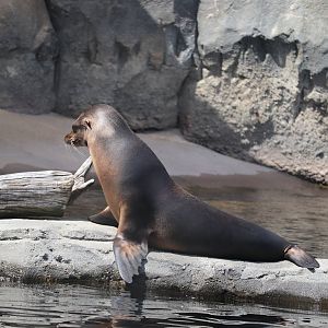 American Trail - California Sea Lion