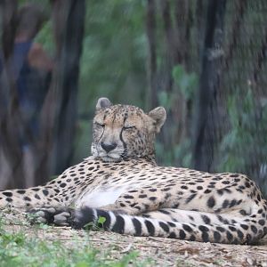 Africa Trail - Cheetah