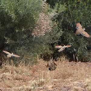 Spinifex pigeons in flight