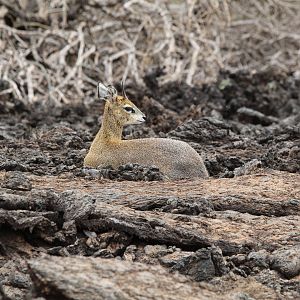 Serengeti Klipspringer