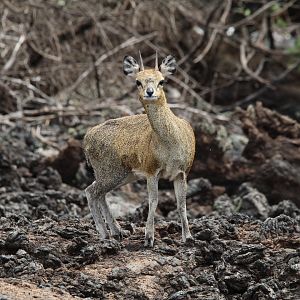 Serengeti Klipspringer