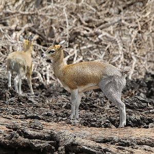 Serengeti Klipspringer