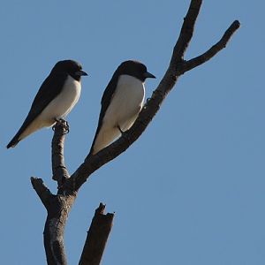 White-breasted woodswallows.