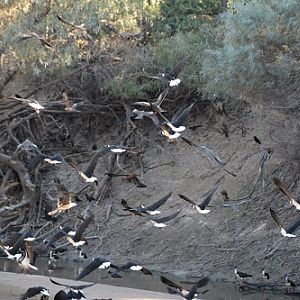 Several species in flight at waterhole.
