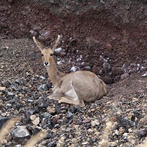 Chanler's Mountain Reedbuck