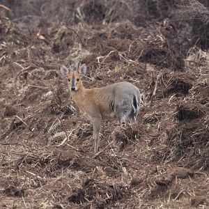 Aberdare Bush Duiker