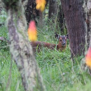 Hook's Black-Fronted Duiker