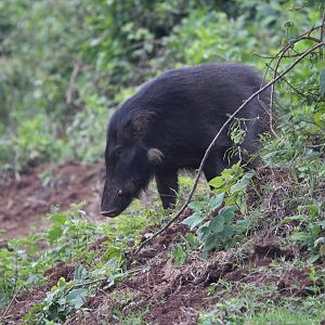 Giant Forest Hog