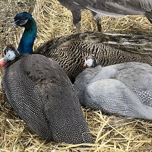 Guinea and Peafowl - Alaska State Fair