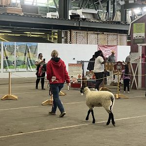 Off to the show at the Alaska State Fair