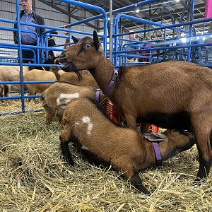 Goats - Alaska State Fair